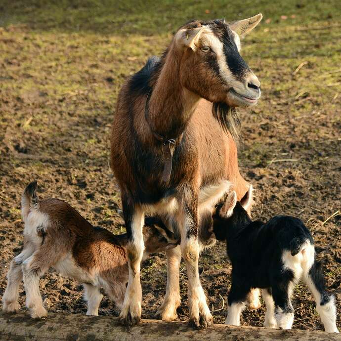 Visite de la ferme
