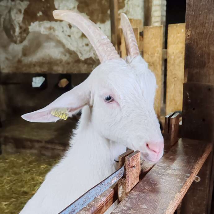 Visite et dégustation aux Chèvres de Chazalon
