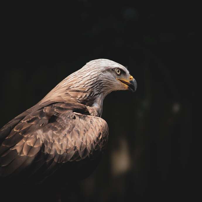 Conférence - Animal, entre terre et ciel