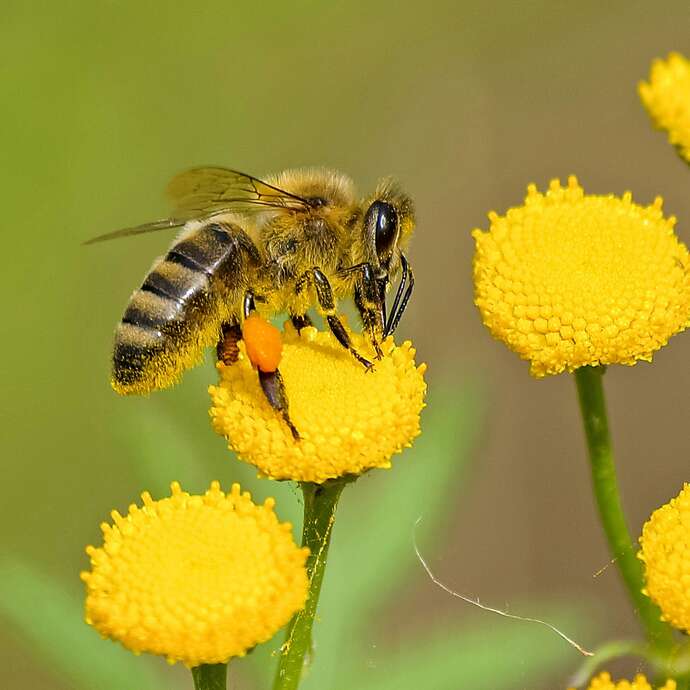Découverte du sentier des abeilles de la Font de Mai