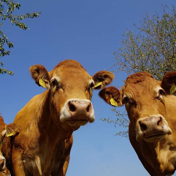 Boucherie charcuterie à la ferme
