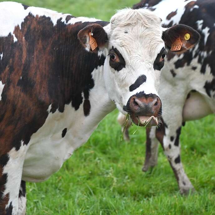 Après-midi à la ferme de Monnichard