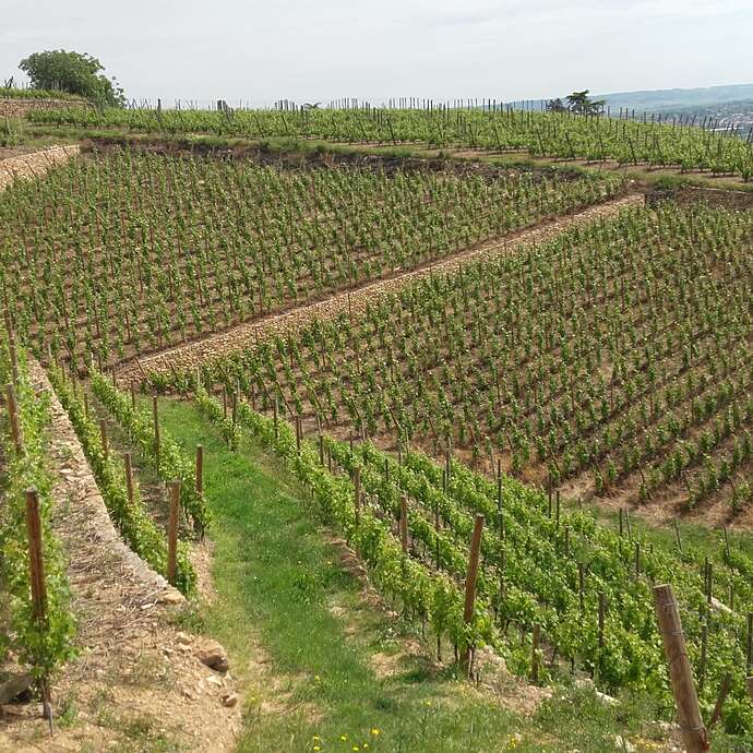 Vignobles Roland Grangier