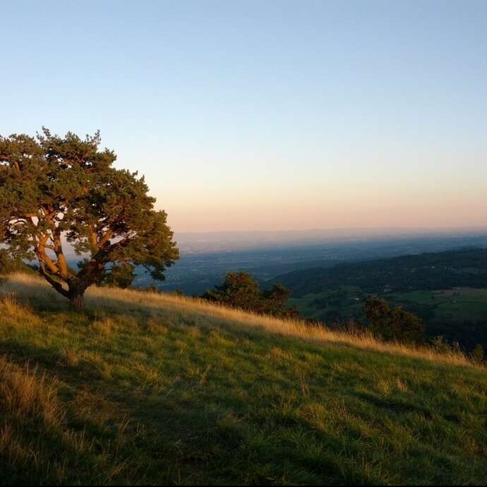 Garolle verte