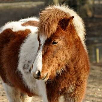 Les dimanches poneys