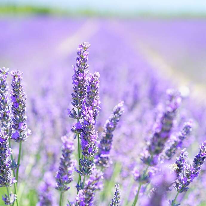 Atelier aromathérapie + visite
