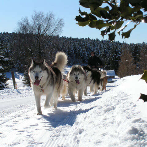 Chiens de traîneaux - Dubost nature