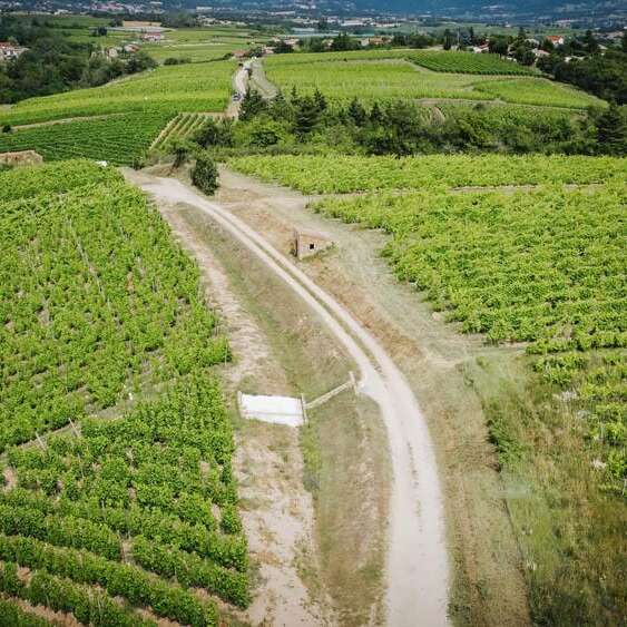 Rando Wine au Domaine Anthony Paret