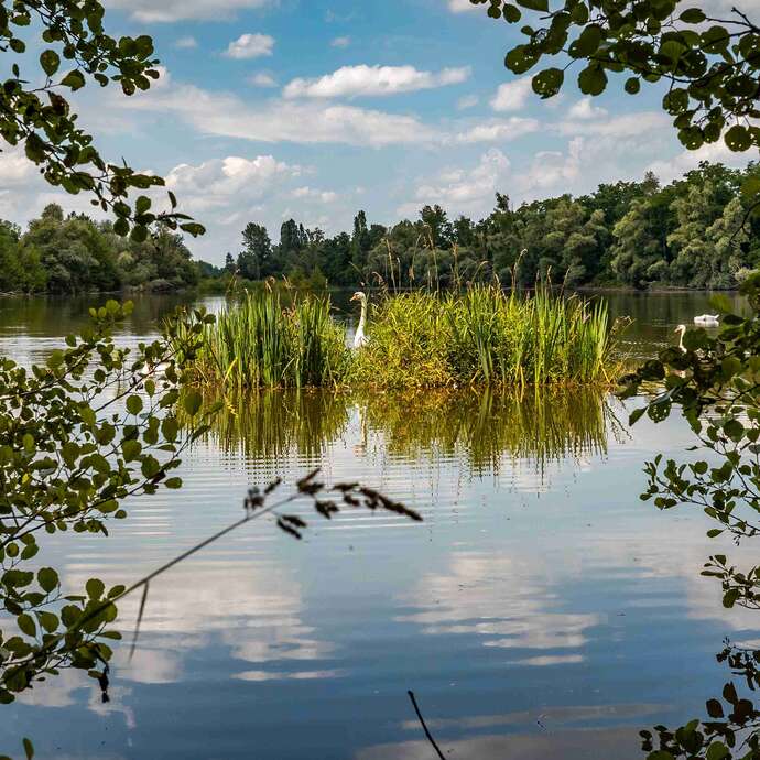 Gravière aux Oiseaux - « Ornithologues en herbe »