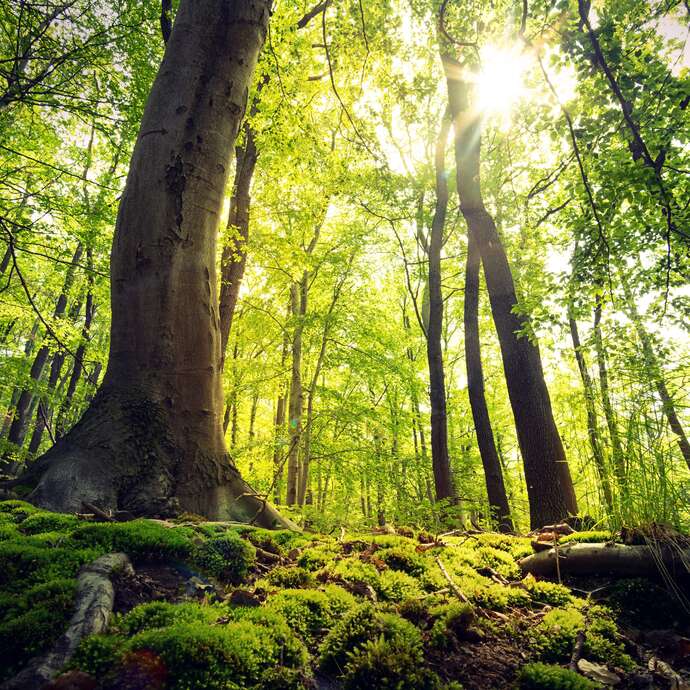 Sylvothérapie – Journée en forêt à la rencontre du Hêtre
