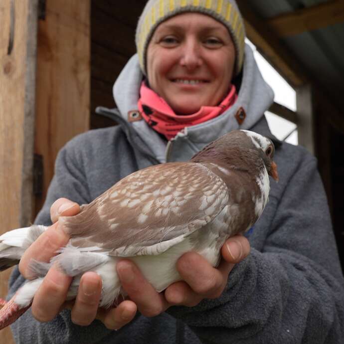Tout comprendre du pigeon