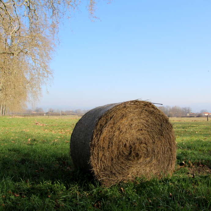 N°35 La Ronde Nervirotte