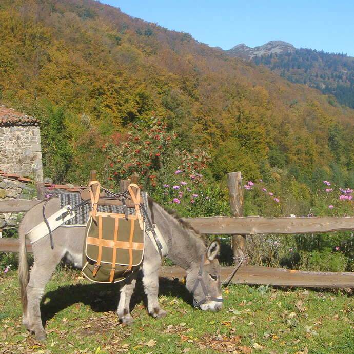 Vert-ânes