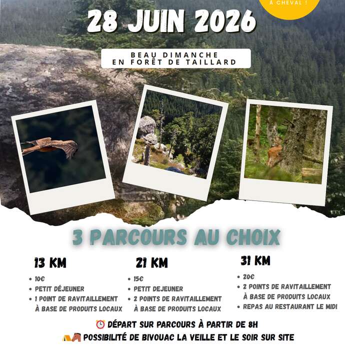 Sortie équestre "Beau dimanche en forêt de Taillard"