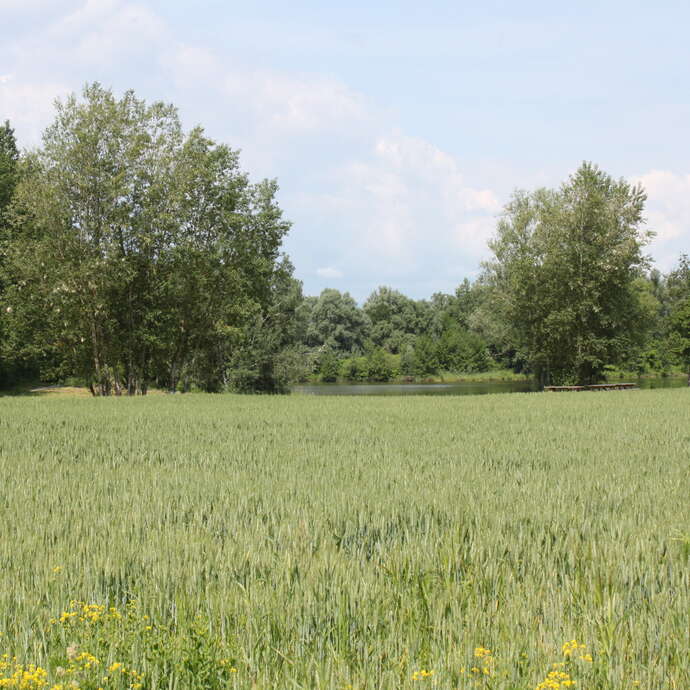 Veauchette-Craintilleux - A la découverte des bords de Loire