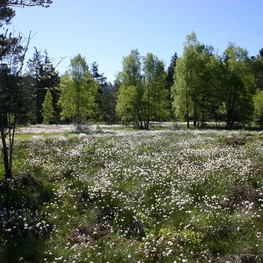 La Tourbière des Vernels