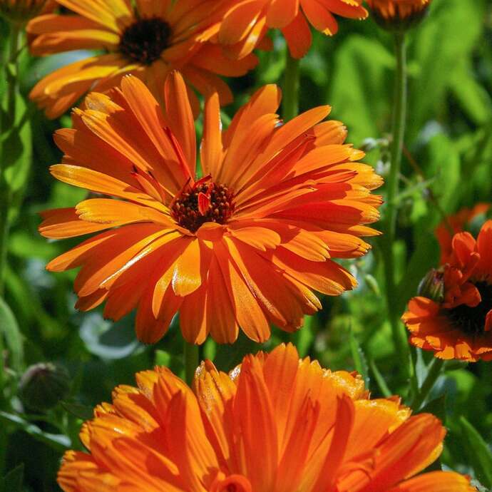 Les Mardis Plantes & Santé - Les Échappées Estivales