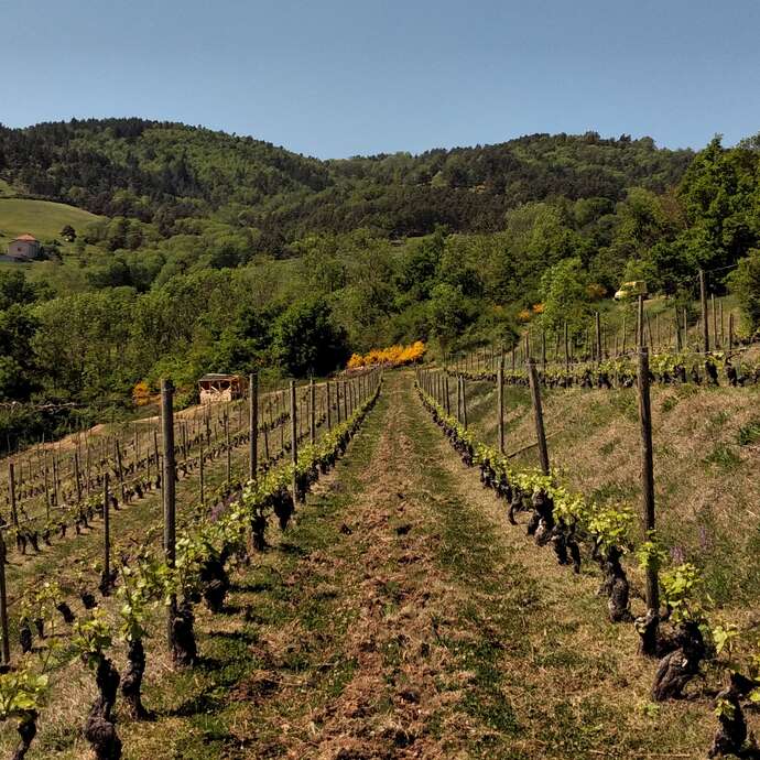 Domaine des Terrasses