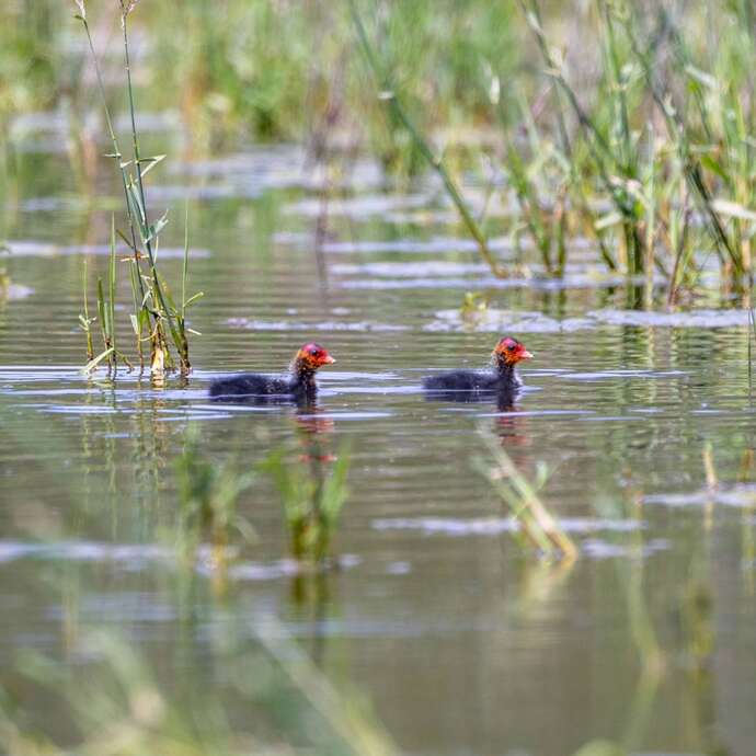 Meeting the birds of the Dombes