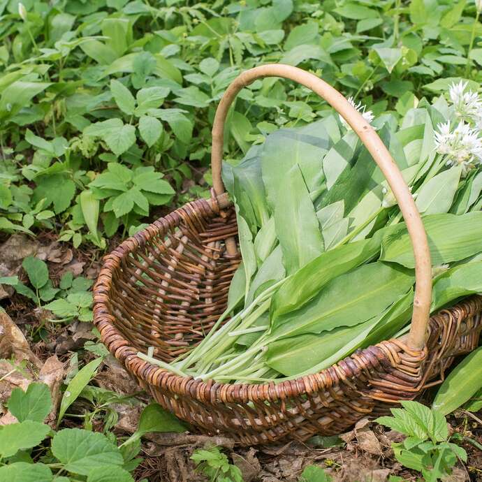 Balade botanique et musicale