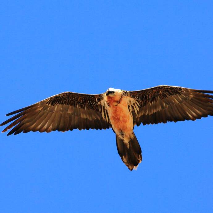 Rdv avec un garde-moniteur : le gypaète barbu du Valgaudemar