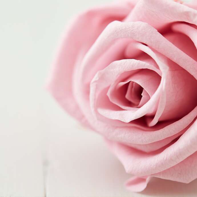 Une rose, un espoir Forez