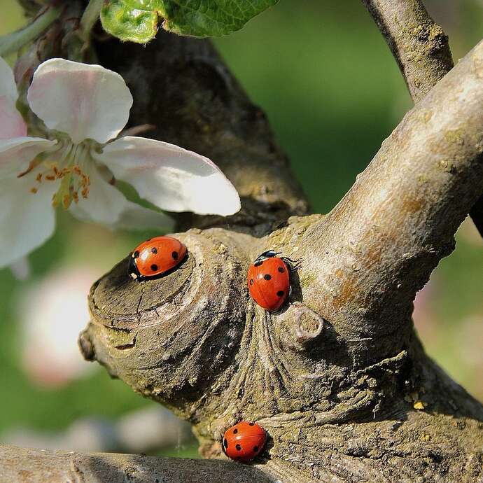 À la découverte des coccinelles