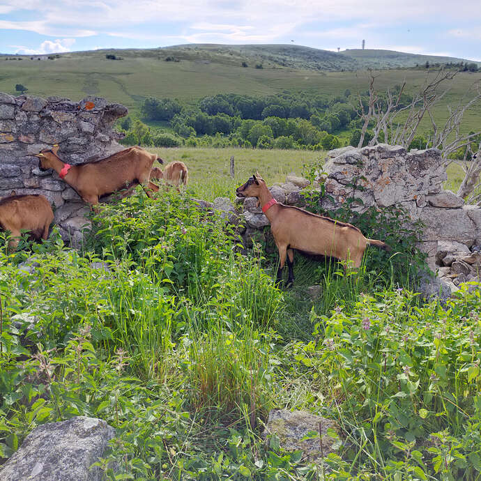 Descente de l’estive avec les chèvres de la ferme de la Loge de printemps