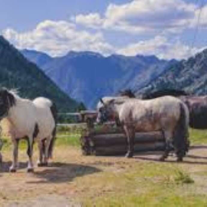 Ferme équestre des Oliviers