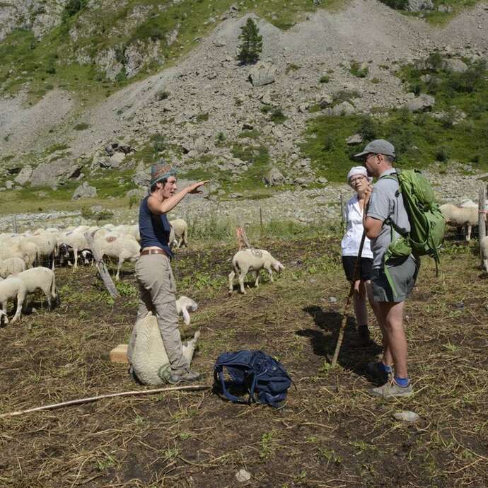 Rdv en alpage : biodiversité et pastoralisme