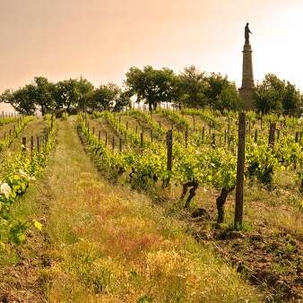 Rando Wine au Domaine Verzier