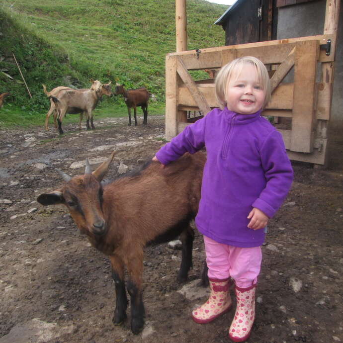 The Thoules goat farm
