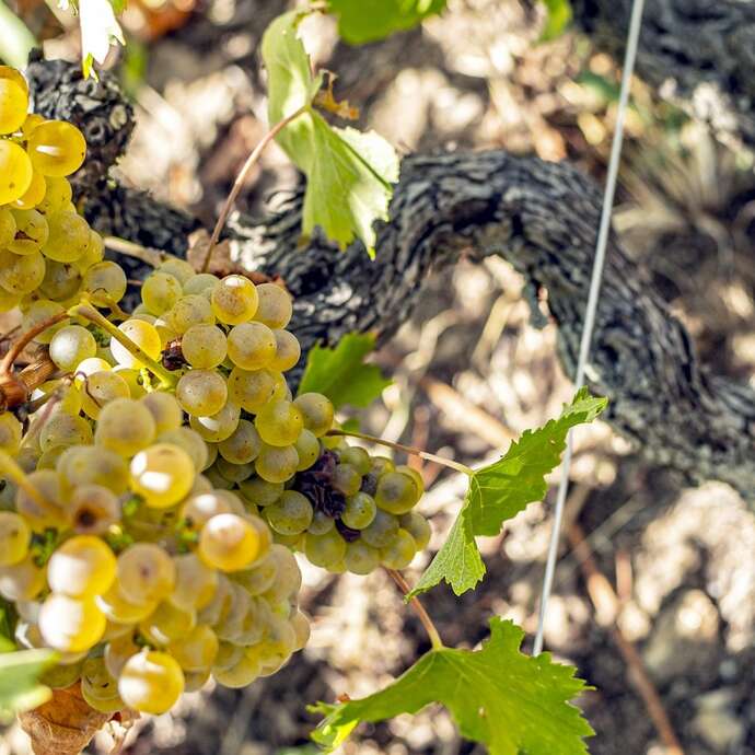 Wine Notes au Domaine Faury