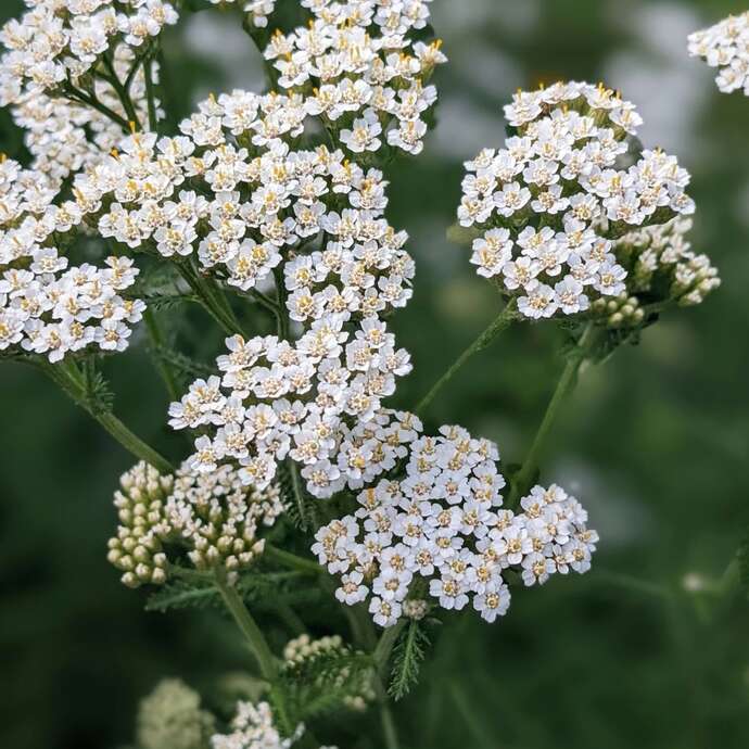 Les Mardis Plantes & Santé - Les Échappées Estivales