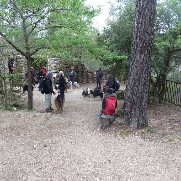 Randonnée avec son chien - Journée
