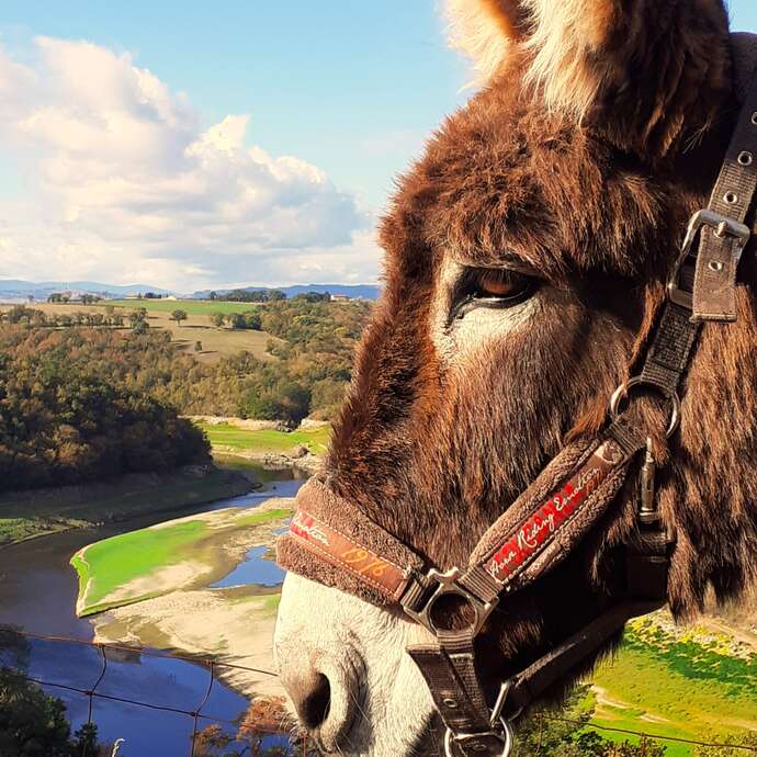 Balades et randonnées avec des ânesses