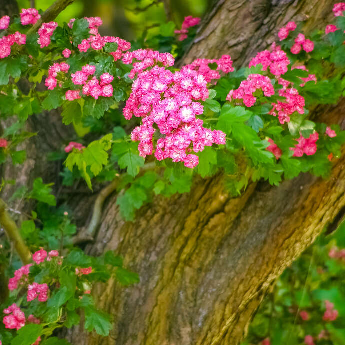 Journée de sylvothérapie - A la rencontre de l'Aubépine