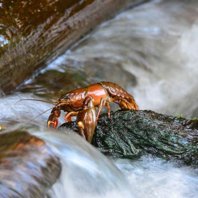 Découverte pêche des écrevisses