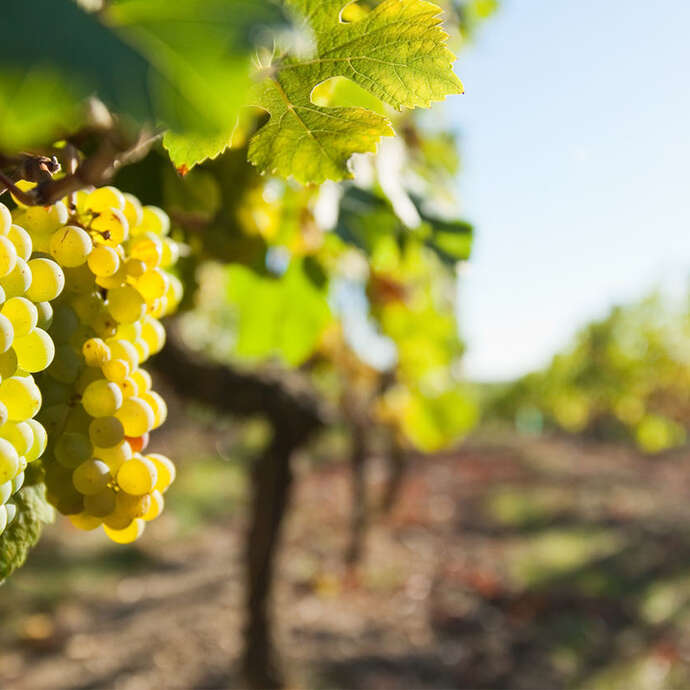 Wine estate Morion Didier