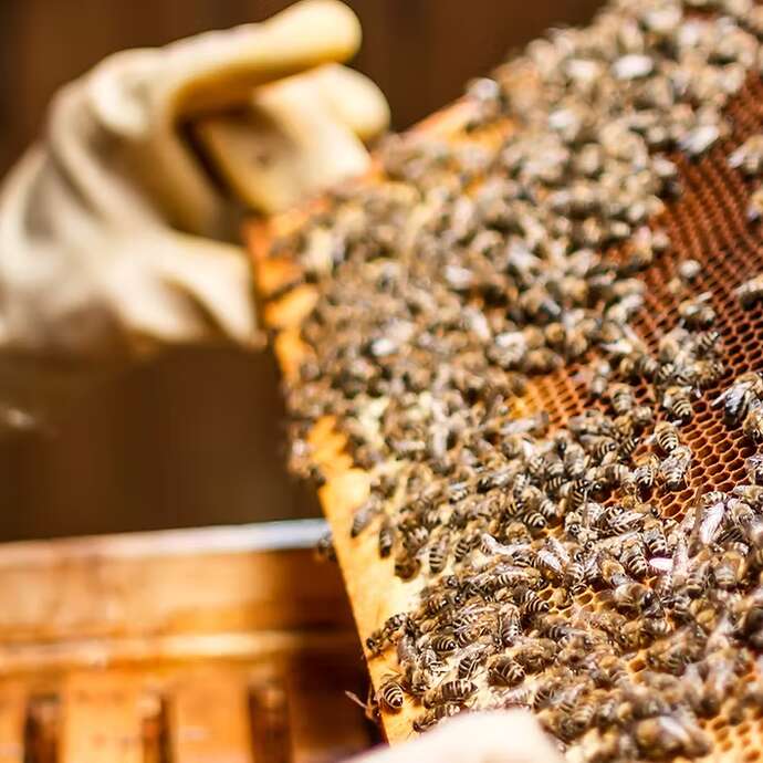 Le Rucher de Mélilou