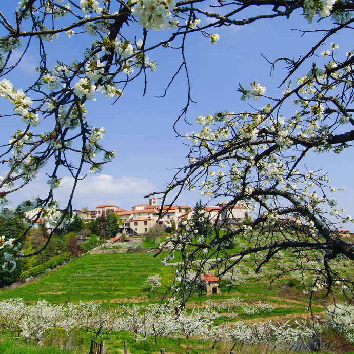 Circuit Pomme Melrose