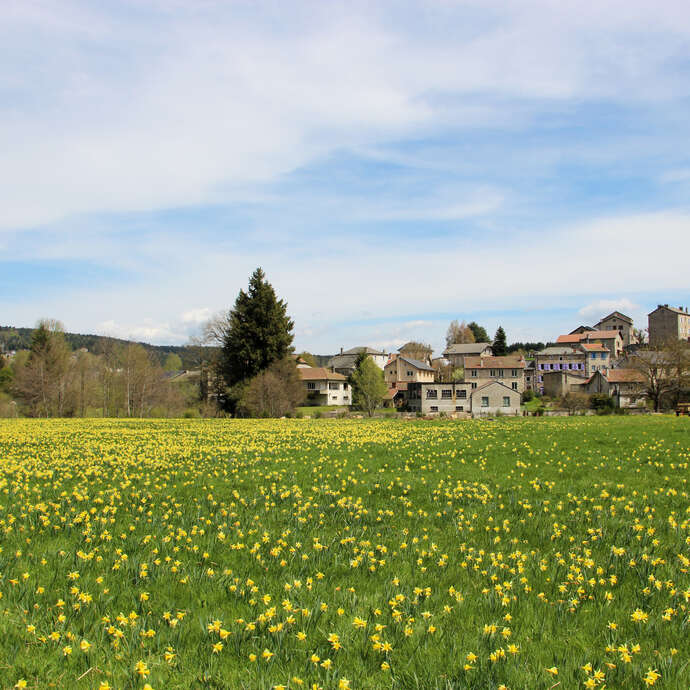 Trail des jonquilles
