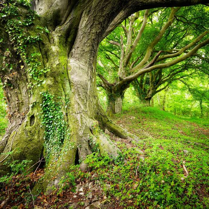 Journée de sylvothérapie - A la rencontre du Hêtre
