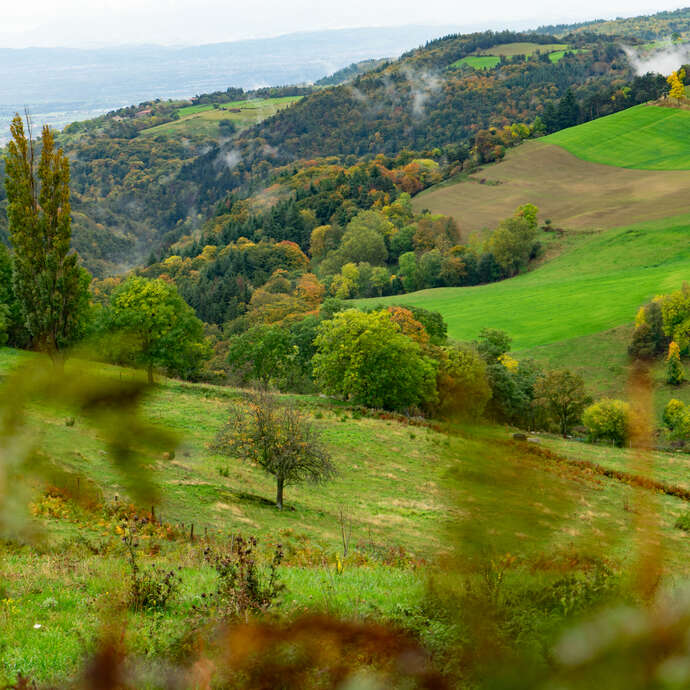 Balade familiale botanique et cyanotypes