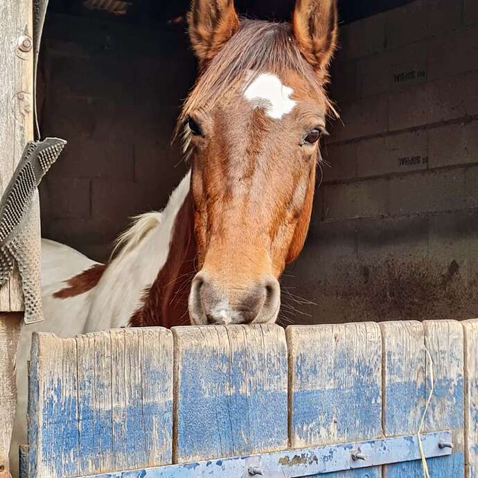 Centre équestre de Braille