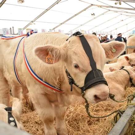 Fête du charolais