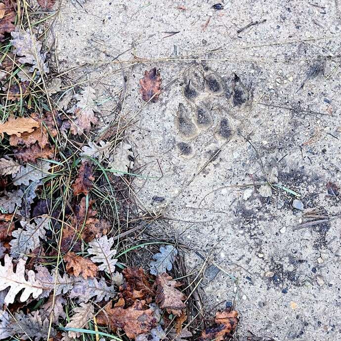 1/2 journée - Randonnée "Loup qui es-tu ?" - Auriol