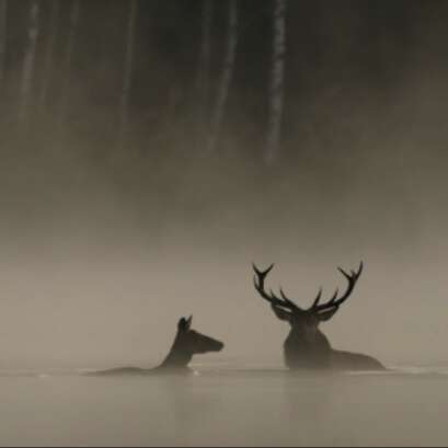 Le chant des forêts - Ciné sénior