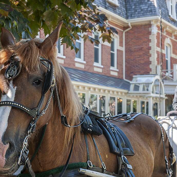 Tours du parc en calèche