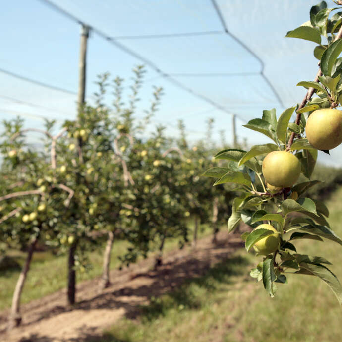 Circuit "Pomme Golden"